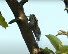 Proč jsou listonohy nebezpečné a jak se s nimi vypořádat