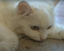 Jak pomoci kočce v horku