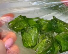 Jak zmrazit mátu

Můžete připravit celé listy a vršky zelí nebo vyrobit ochucený led. Zmrazená máta si může uchovat svou chuť až dva měsíce