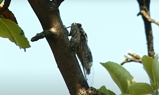 Proč jsou listonohy nebezpečné a jak se s nimi vypořádat