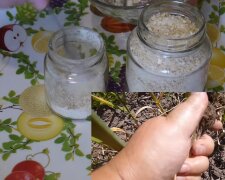 Jak vyrobit česnekový prášek